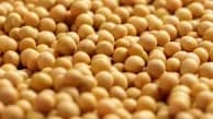Soybeans Market Update: Prices Slide Amid Weak Export Sales and Weather Impact